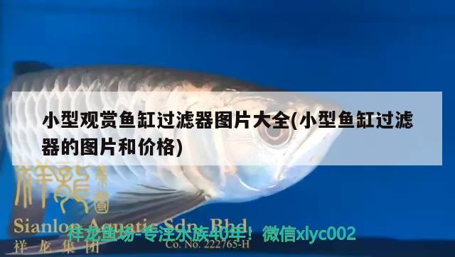 小型觀賞魚(yú)缸過(guò)濾器圖片大全(小型魚(yú)缸過(guò)濾器的圖片和價(jià)格)