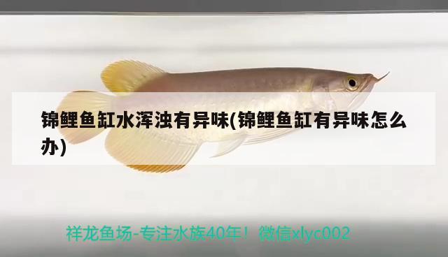 錦鯉魚缸水渾濁有異味(錦鯉魚缸有異味怎么辦) 大嘴鯨魚 第1張