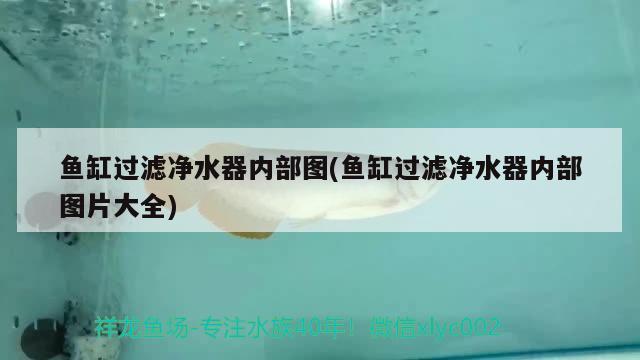 魚(yú)缸過(guò)濾凈水器內(nèi)部圖(魚(yú)缸過(guò)濾凈水器內(nèi)部圖片大全)