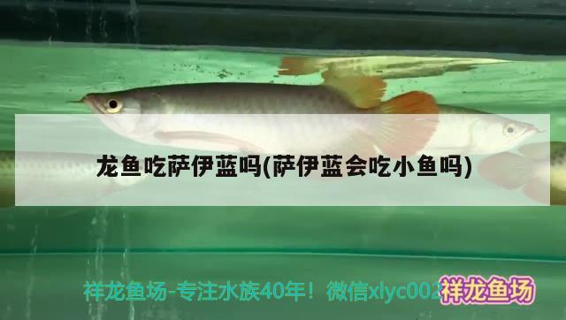 龍魚吃薩伊藍嗎(薩伊藍會吃小魚嗎) 薩伊藍魚