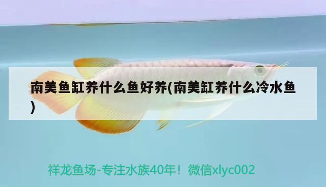 南美魚缸養(yǎng)什么魚好養(yǎng)(南美缸養(yǎng)什么冷水魚) 藍(lán)底過背金龍魚