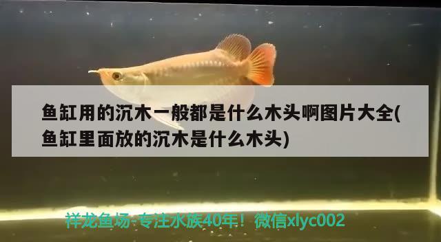 魚缸用的沉木一般都是什么木頭啊圖片大全(魚缸里面放的沉木是什么木頭) 野彩魚