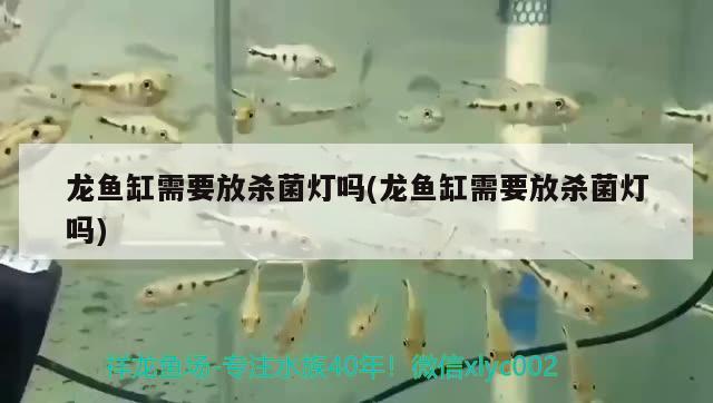 龍魚缸需要放殺菌燈嗎(龍魚缸需要放殺菌燈嗎)