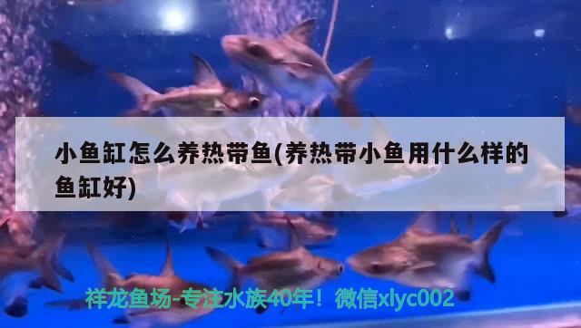 小魚缸怎么養(yǎng)熱帶魚(養(yǎng)熱帶小魚用什么樣的魚缸好) 祥龍藍珀金龍魚