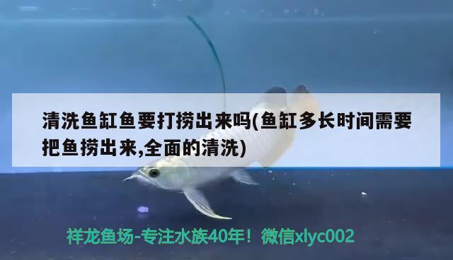 清洗魚缸魚要打撈出來嗎(魚缸多長時間需要把魚撈出來,全面的清洗)