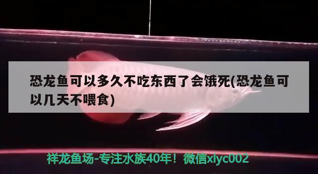 恐龍魚可以多久不吃東西了會(huì)餓死(恐龍魚可以幾天不喂食)