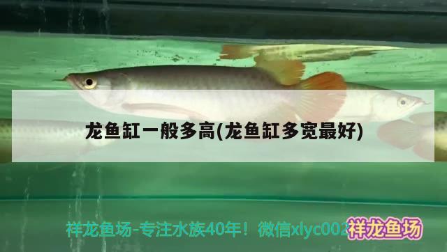 龍魚缸一般多高(龍魚缸多寬最好) 黃金鴨嘴魚