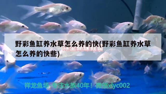 野彩魚缸養(yǎng)水草怎么養(yǎng)的快(野彩魚缸養(yǎng)水草怎么養(yǎng)的快些) 野彩魚