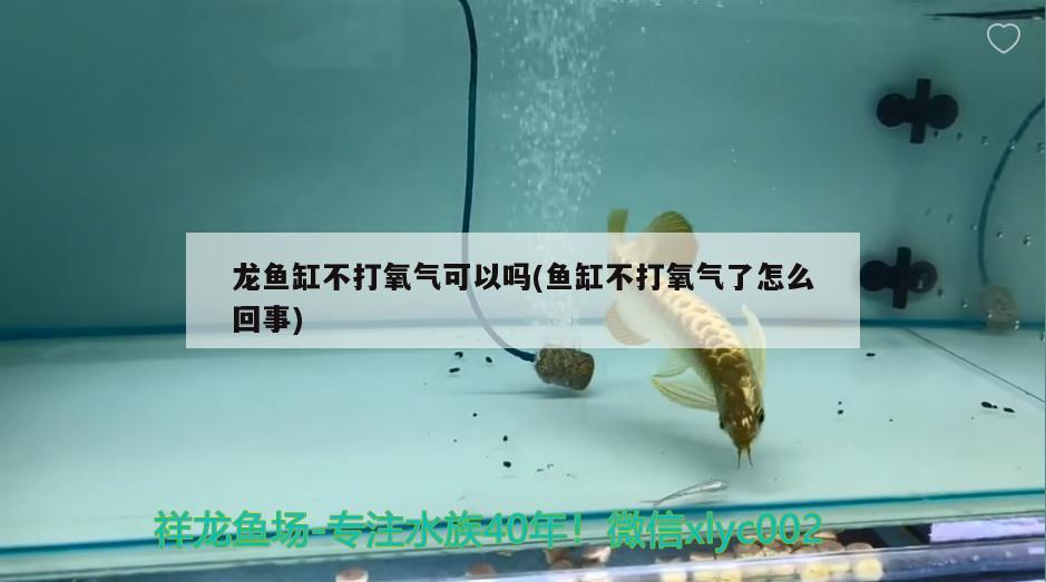 龍魚(yú)缸不打氧氣可以嗎(魚(yú)缸不打氧氣了怎么回事)