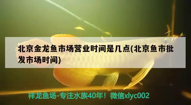 北京金龍魚市場營業(yè)時間是幾點(北京魚市批發(fā)市場時間) 黑云魚