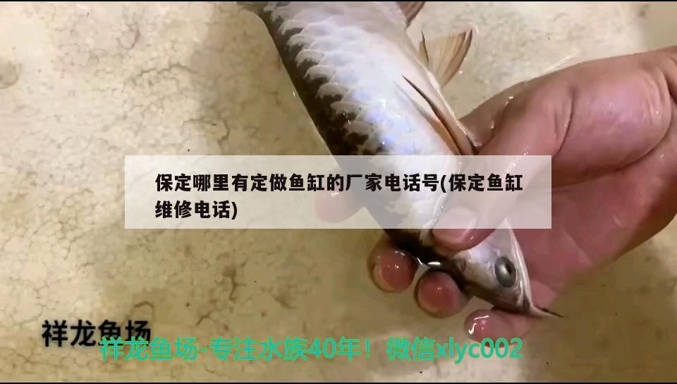 保定哪里有定做魚缸的廠家電話號(保定魚缸維修電話) 過背金龍魚