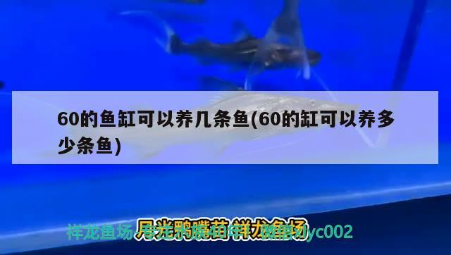 60的魚缸可以養(yǎng)幾條魚(60的缸可以養(yǎng)多少條魚)