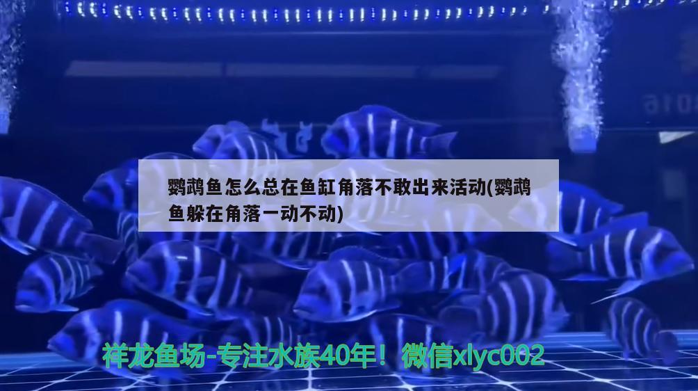 鸚鵡魚怎么總在魚缸角落不敢出來活動(鸚鵡魚躲在角落一動不動) 鸚鵡魚