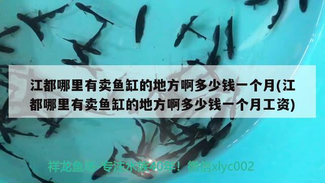 江都哪里有賣魚缸的地方啊多少錢一個月(江都哪里有賣魚缸的地方啊多少錢一個月工資) 稀有金龍魚