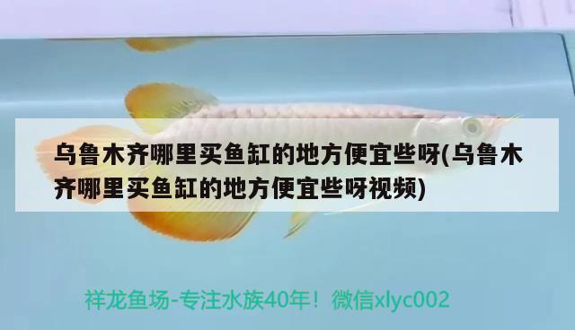 烏魯木齊哪里買魚缸的地方便宜些呀(烏魯木齊哪里買魚缸的地方便宜些呀視頻) 水族用品