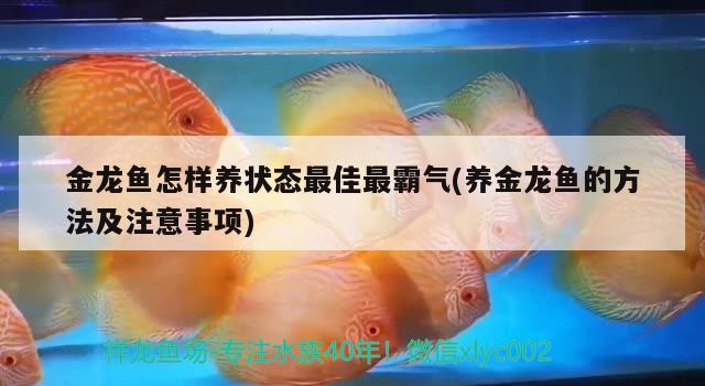 金龍魚怎樣養(yǎng)狀態(tài)最佳最霸氣(養(yǎng)金龍魚的方法及注意事項)