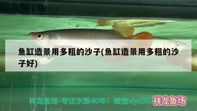 魚缸造景用多粗的沙子(魚缸造景用多粗的沙子好) 水族雜談