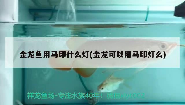 金龍魚用馬印什么燈(金龍可以用馬印燈么)