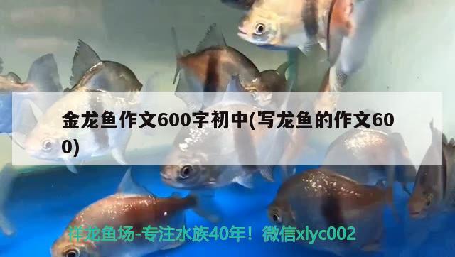 金龍魚作文600字初中(寫龍魚的作文600)