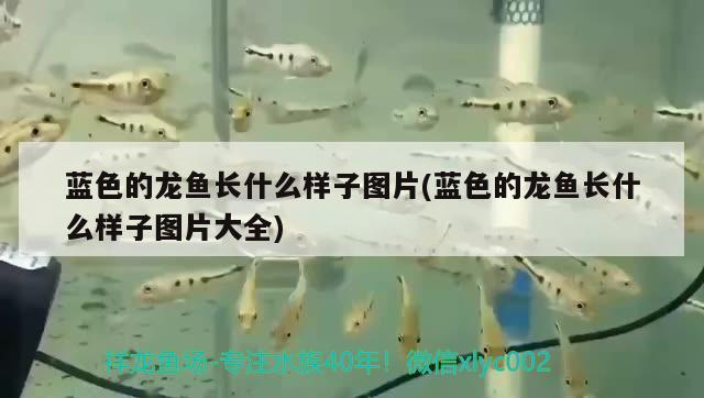 藍色的龍魚長什么樣子圖片(藍色的龍魚長什么樣子圖片大全) 黃金夢幻雷龍魚