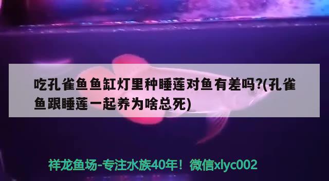 吃孔雀魚魚缸燈里種睡蓮對魚有差嗎?(孔雀魚跟睡蓮一起養(yǎng)為啥總死) 成吉思汗鯊（球鯊）魚