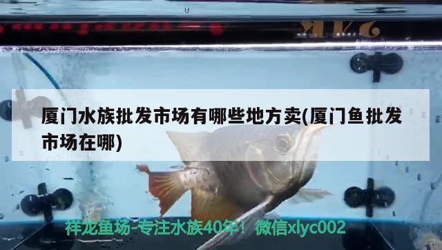 廈門水族批發(fā)市場有哪些地方賣(廈門魚批發(fā)市場在哪) 觀賞魚水族批發(fā)市場