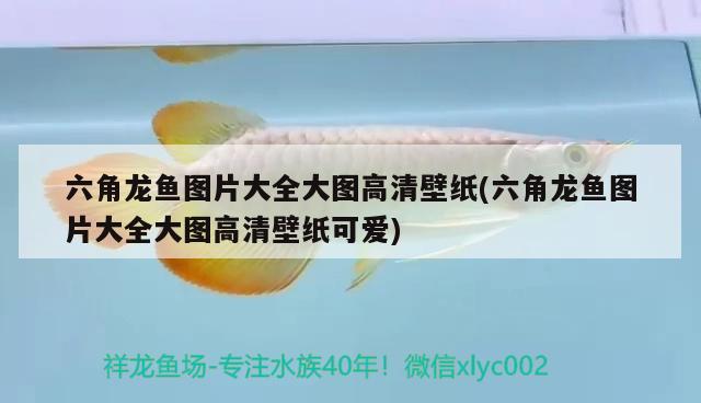 六角龍魚圖片大全大圖高清壁紙(六角龍魚圖片大全大圖高清壁紙可愛) 蝴蝶鯉