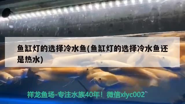 魚缸燈的選擇冷水魚(魚缸燈的選擇冷水魚還是熱水)