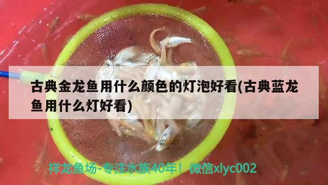 古典金龍魚用什么顏色的燈泡好看(古典藍(lán)龍魚用什么燈好看) 玫瑰銀版魚