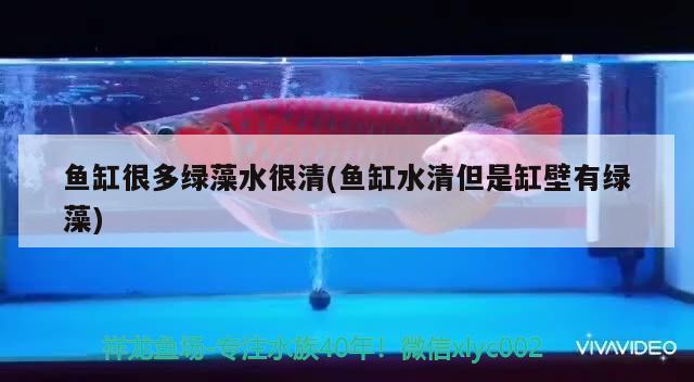 魚缸很多綠藻水很清(魚缸水清但是缸壁有綠藻) 水溫計