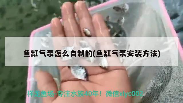 魚缸氣泵怎么自制的(魚缸氣泵安裝方法) 狗頭魚