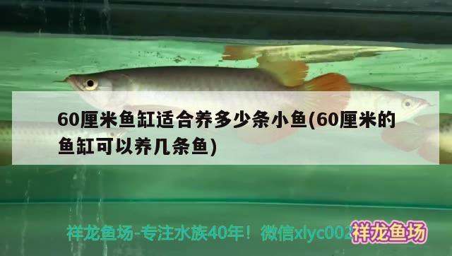 60厘米魚缸適合養(yǎng)多少條小魚(60厘米的魚缸可以養(yǎng)幾條魚)