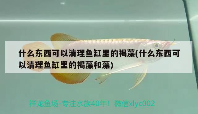 什么東西可以清理魚缸里的褐藻(什么東西可以清理魚缸里的褐藻和藻) 朱巴利魚苗