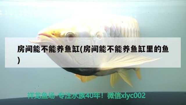 房間能不能養(yǎng)魚(yú)缸(房間能不能養(yǎng)魚(yú)缸里的魚(yú)) 黃金貓魚(yú)百科