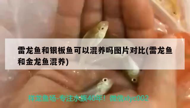 雷龍魚和銀板魚可以混養(yǎng)嗎圖片對比(雷龍魚和金龍魚混養(yǎng)) 野彩魚