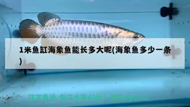 1米魚(yú)缸海象魚(yú)能長(zhǎng)多大呢(海象魚(yú)多少一條) 海象魚(yú)