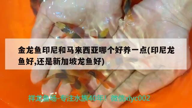 金龍魚印尼和馬來西亞哪個好養(yǎng)一點(印尼龍魚好,還是新加坡龍魚好) 月光鴨嘴魚