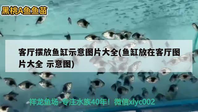 客廳擺放魚缸示意圖片大全(魚缸放在客廳圖片大全示意圖) 白玉紅龍魚