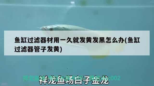 魚缸過濾器材用一久就發(fā)黃發(fā)黑怎么辦(魚缸過濾器管子發(fā)黃) 祥龍水族護(hù)理水