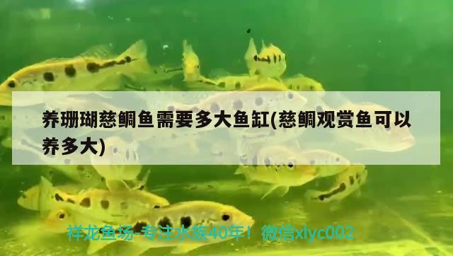 養(yǎng)珊瑚慈鯛魚需要多大魚缸(慈鯛觀賞魚可以養(yǎng)多大)