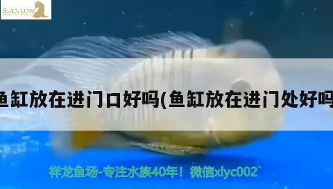 魚缸放在進(jìn)門口好嗎(魚缸放在進(jìn)門處好嗎) 虎斑恐龍魚