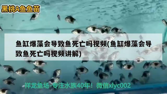 魚缸爆藻會導(dǎo)致魚死亡嗎視頻(魚缸爆藻會導(dǎo)致魚死亡嗎視頻講解) 月光鴨嘴魚苗