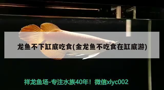 龍魚(yú)不下缸底吃食(金龍魚(yú)不吃食在缸底游) 月光鴨嘴魚(yú)