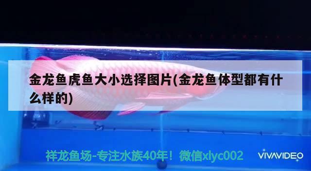 金龍魚虎魚大小選擇圖片(金龍魚體型都有什么樣的) 虎魚百科