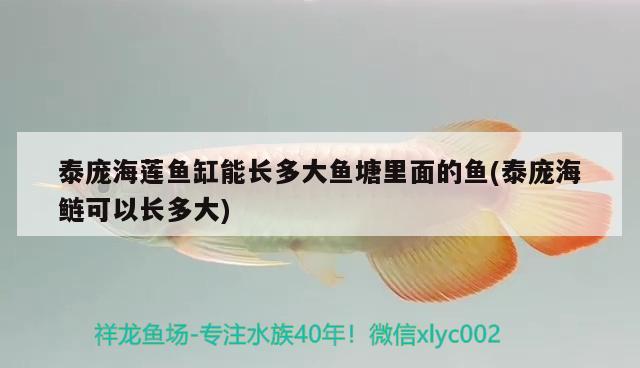 泰龐海蓮魚缸能長多大魚塘里面的魚(泰龐海鰱可以長多大)