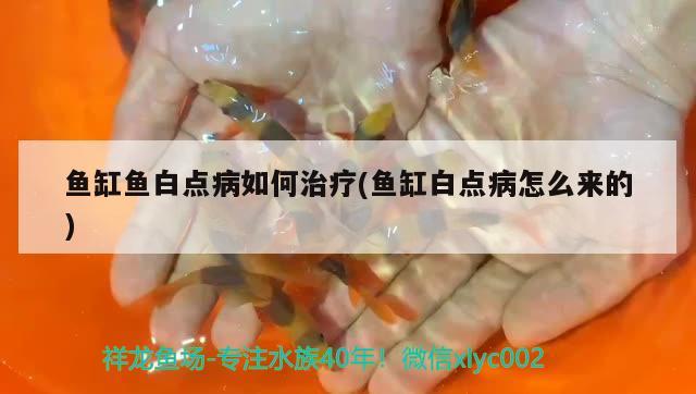 魚(yú)缸魚(yú)白點(diǎn)病如何治療(魚(yú)缸白點(diǎn)病怎么來(lái)的)