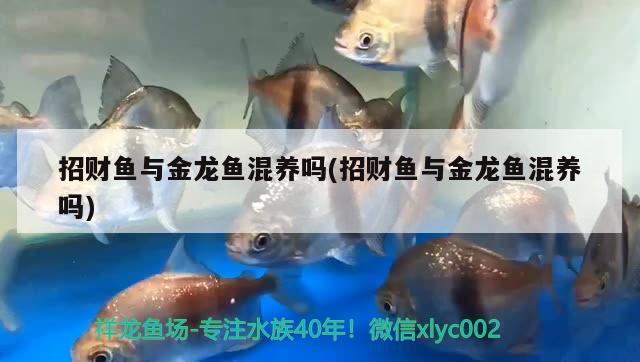 招財(cái)魚與金龍魚混養(yǎng)嗎(招財(cái)魚與金龍魚混養(yǎng)嗎)