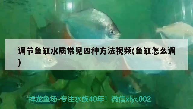 調(diào)節(jié)魚缸水質(zhì)常見四種方法視頻(魚缸怎么調(diào)) 巴西亞魚