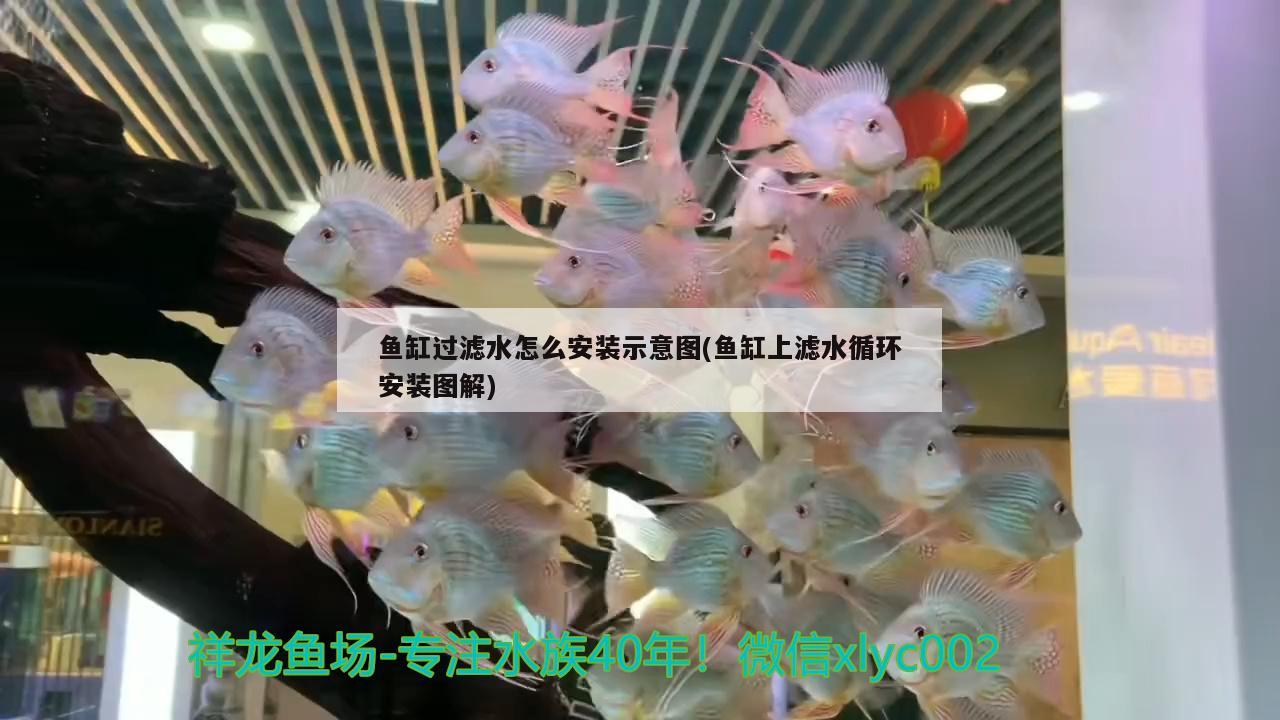 魚缸過濾水怎么安裝示意圖(魚缸上濾水循環(huán)安裝圖解) 金龍福龍魚