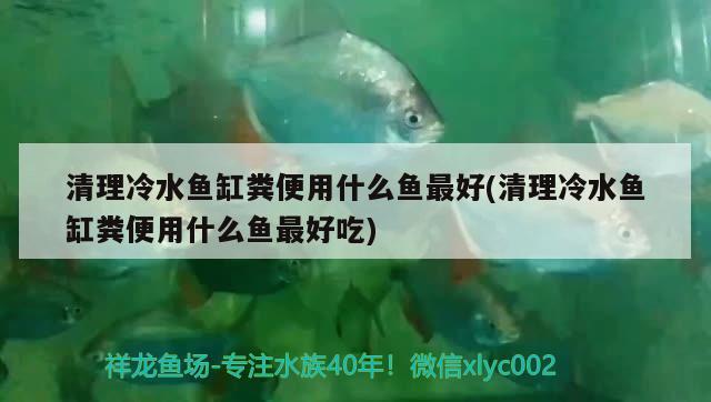 清理冷水魚缸糞便用什么魚最好(清理冷水魚缸糞便用什么魚最好吃) 狗仔招財貓魚